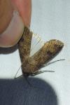 Agrotis segetum