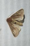 Xestia xanthographa