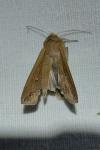 Mythimna unipuncta