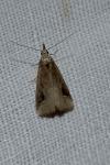 Schrankia costaestrigalis