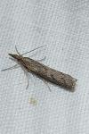 Pediasia contaminella