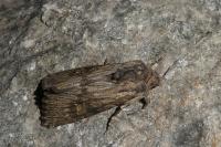 Aporophyla australis
