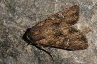 Mniotype solieri