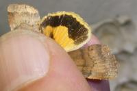 Noctua janthe