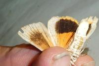 Noctua tirrenica