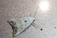 Nola infantula