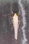 Eilema caniola