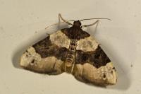 Cosmorhoe ocellata