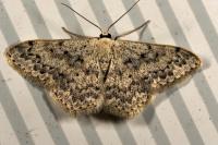 Scopula marginepunctata