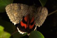 Catocala nupta