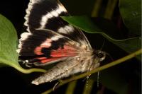 Catocala nupta