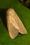 Mythimna pallens