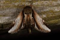 Pheosia gnoma