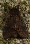 Notodonta dromedarius