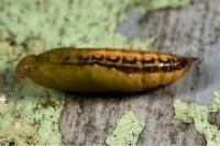 Cydalima perspectalis