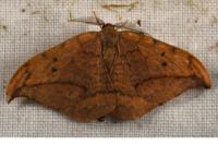 Drepana curvatula