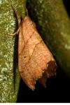 Falcaria lacertinaria