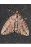 Thera cupressata