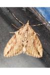 Thera cupressata