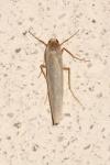 Eilema caniola