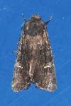 Aporophyla nigra