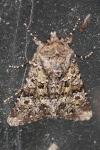 Polymixis lichenea