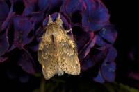 Stauropus fagi