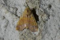 Tiliacea aurago