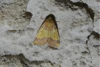 Tiliacea aurago