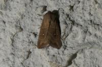 Mythimna albipuncta