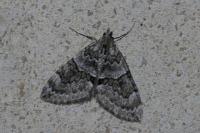 Thera britannica/variata