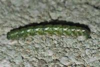 Ecleora solieraria