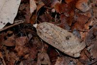 Noctua pronuba