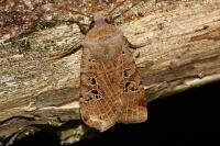 Conistra rubiginosa