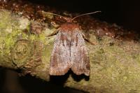 Conistra ligula