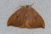 Watsonalla binaria