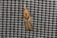 Ancylosis cinnamomella
