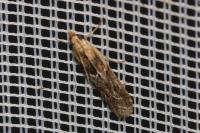 Ancylosis cinnamomella