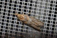 Ancylosis cinnamomella