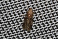 Acrobasis suavella