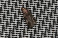Acrobasis suavella