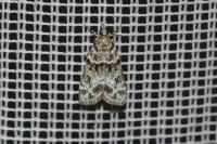 Eudonia mercurella