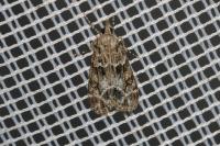 Eudonia mercurella