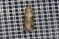 Acrobasis consociella