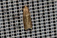 Acrobasis consociella