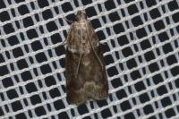 Acrobasis consociella