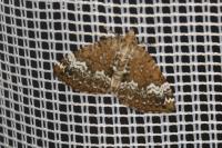 Perizoma alchemillata