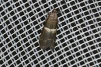 Elegia similella