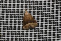 Schrankia taenialis