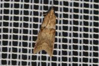 Acrobasis fallouella